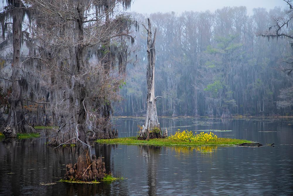 Caddo Lake morning art print by Larry Ditto for $57.95 CAD