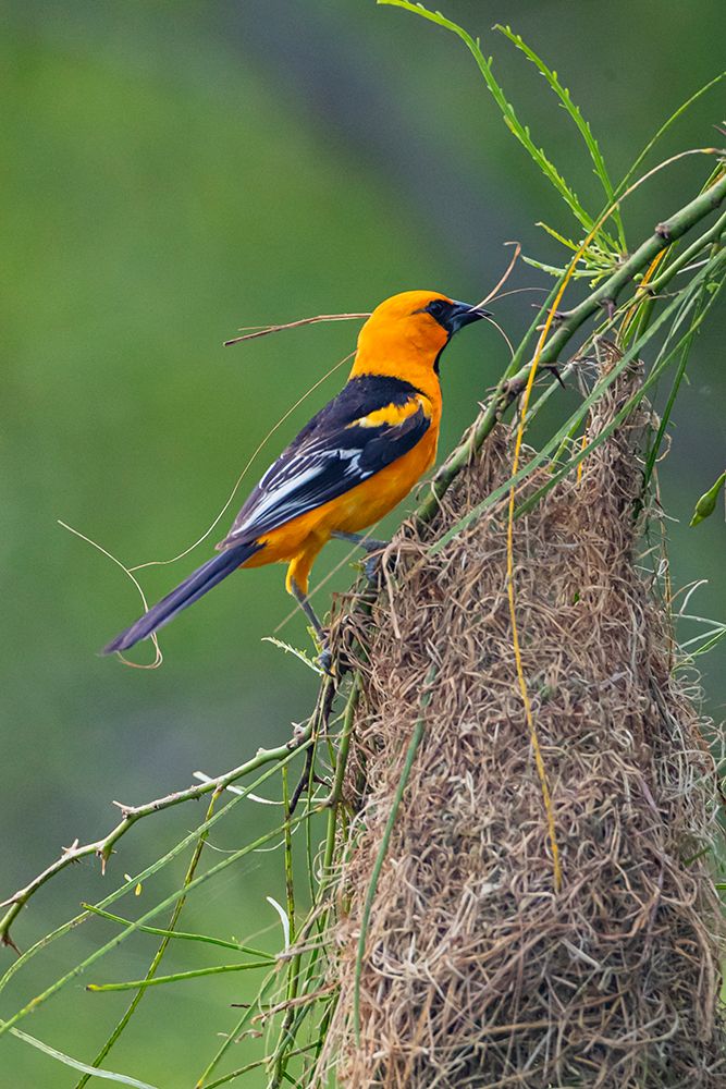 USA, Texas, Cameron County. Laguna Atascosa National Wildlife Refuge, Altamira oriole weaving nest art print by Larry Ditto for $57.95 CAD