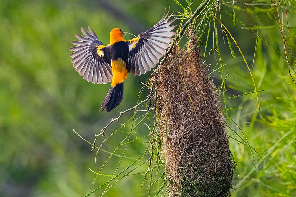 USA, Texas, Cameron County. Laguna Atascosa National Wildlife Refuge, Altamira oriole land at nest art print by Larry Ditto for $57.95 CAD