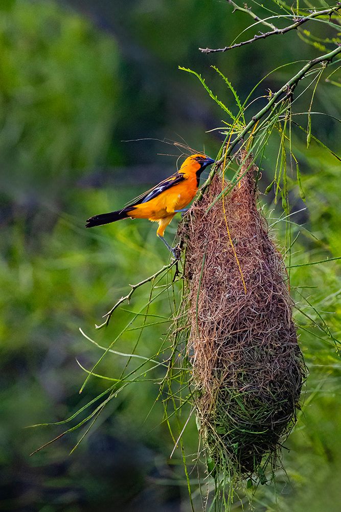 Texas, Cameron County. Laguna Atascosa National Wildlife Refuge, Altamira oriole building nest. art print by Larry Ditto for $57.95 CAD