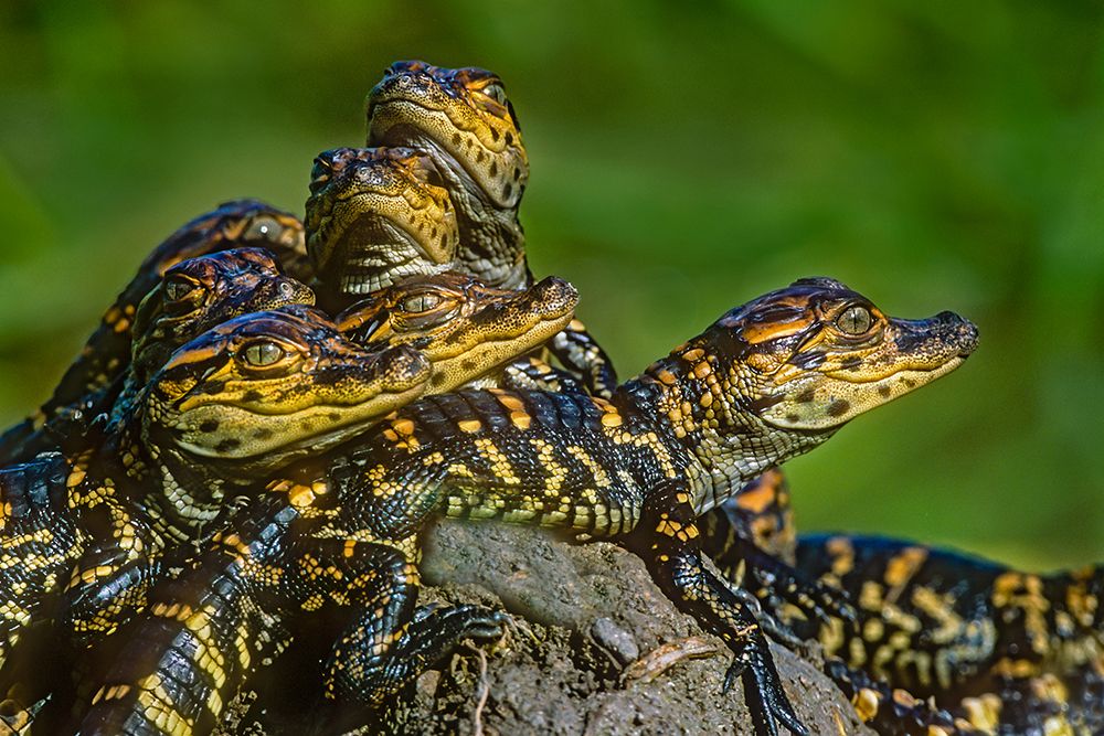 Texas, Cameron County. Laguna Atascosa National Wildlife Refuge, American alligator young sunning art print by Larry Ditto for $57.95 CAD