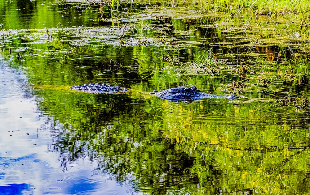 USA, Texas, Cameron County. Laguna Atascosa National Wildlife Refuge, American alligator floating art print by Larry Ditto for $57.95 CAD