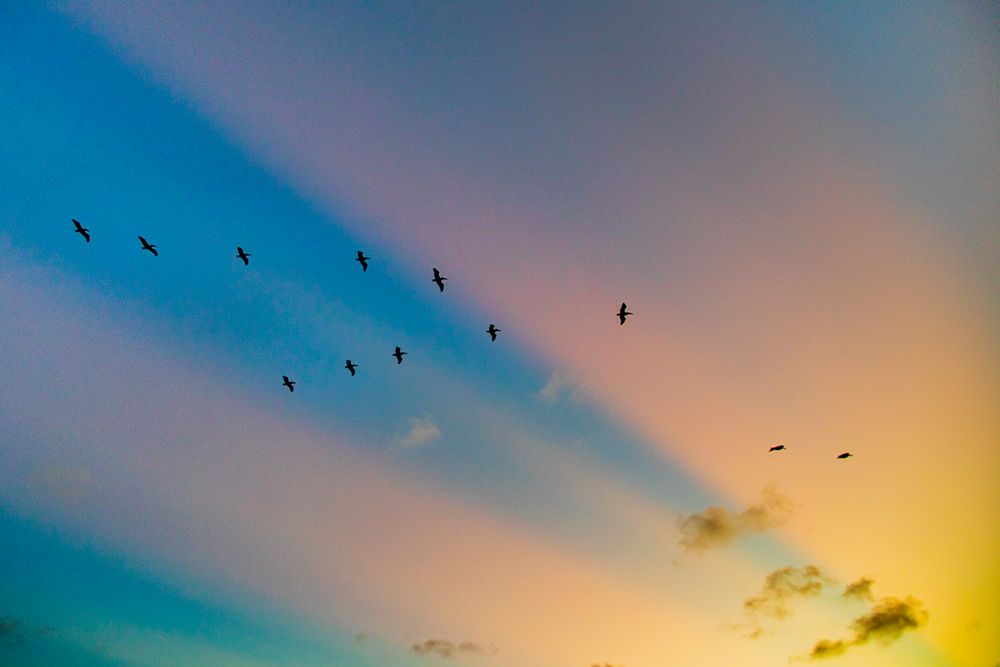 USA, Texas, Cameron County. Laguna Atascosa National Wildlife Refuge, brown pelican. art print by Larry Ditto for $57.95 CAD