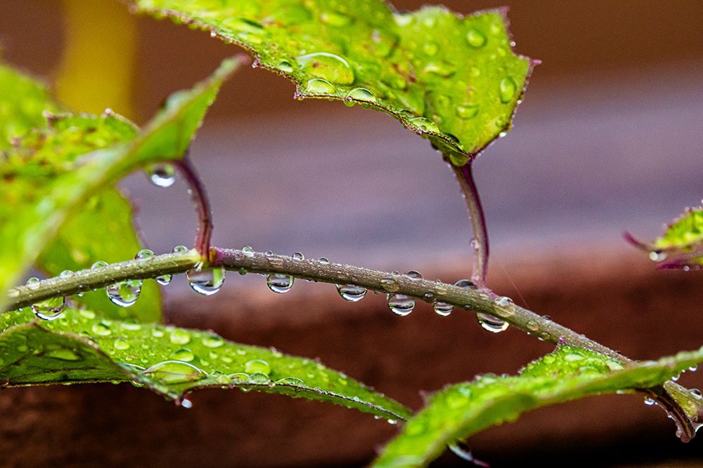 USA, Texas, Hidalgo County. Dew on leaves and stems art print by Larry Ditto for $57.95 CAD