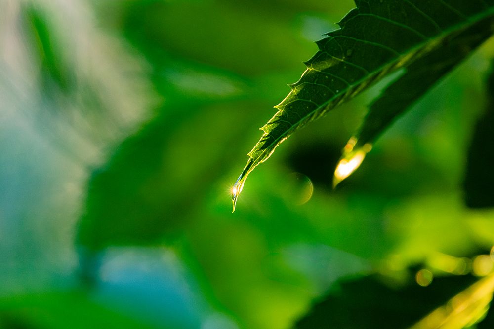USA, Texas, Hidalgo County. Dew condensing on tree leaves art print by Larry Ditto for $57.95 CAD