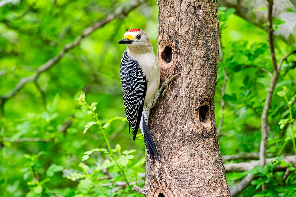 USA, Texas, Cameron County. Golden-fronted woodpecker foraging art print by Larry Ditto for $57.95 CAD