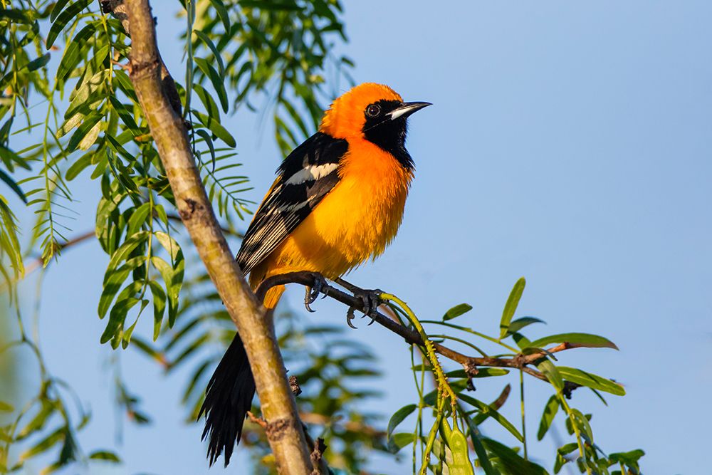 USA, Texas, Cameron County. Laguna Atascosa NWR, hooded oriole perched in mesquite tree art print by Larry Ditto for $57.95 CAD
