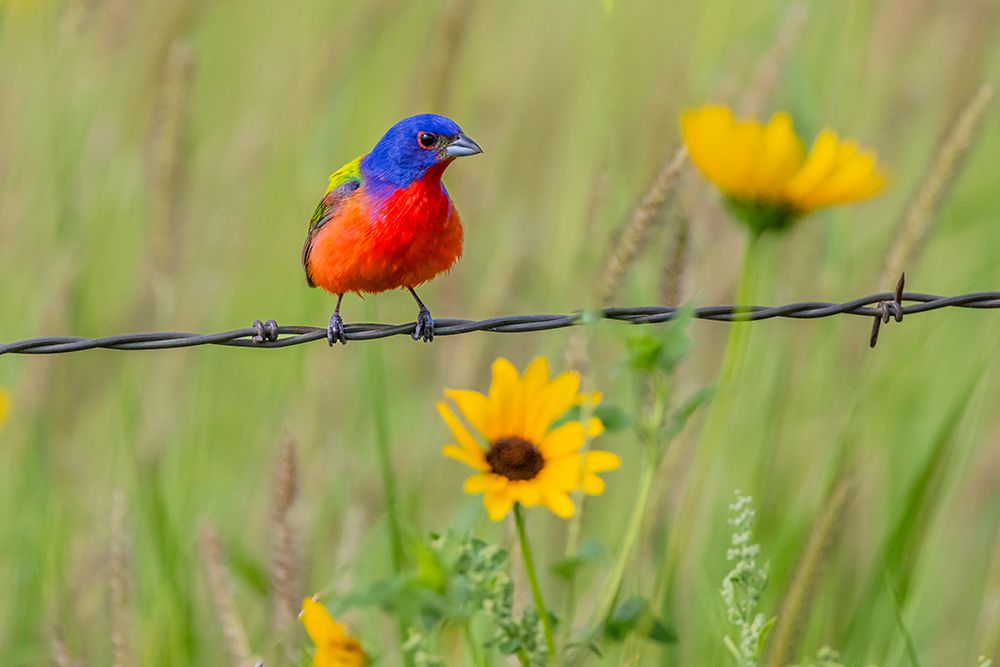 USA, Texas, Cameron County. Painted bunting perched on barbed wire fence art print by Larry Ditto for $57.95 CAD