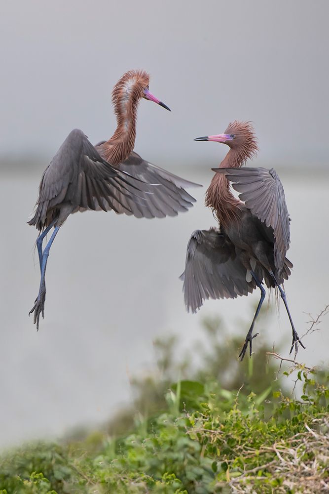USA, Texas, Aransas County. Aransas Bay, reddish egret in nest territory dispute art print by Larry Ditto for $57.95 CAD