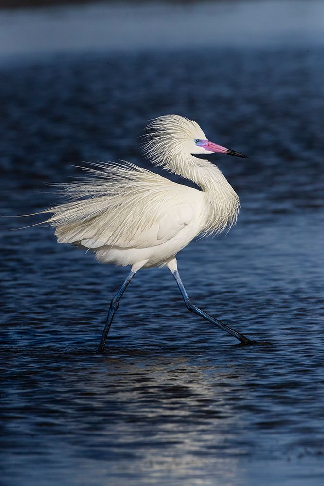 USA, Texas, Cameron County. South Padre Island, (white morph) reddish egret fishing on tidal flats art print by Larry Ditto for $57.95 CAD