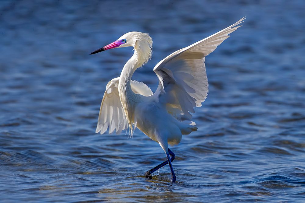 USA, Texas. South Padre Island, white morph, reddish egret chasing fish in the tidal flats art print by Larry Ditto for $57.95 CAD