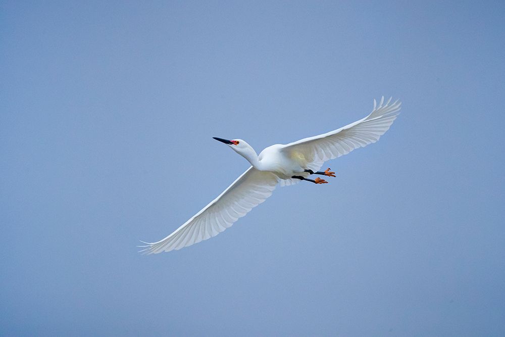 USA, Texas, Aransas County. Aransas Bay, snowy egret in flight art print by Larry Ditto for $57.95 CAD