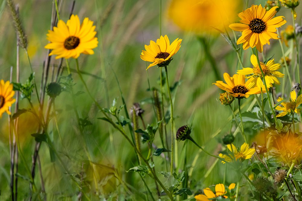 USA, Texas, Starr County. Sunflower in bloom art print by Larry Ditto for $57.95 CAD
