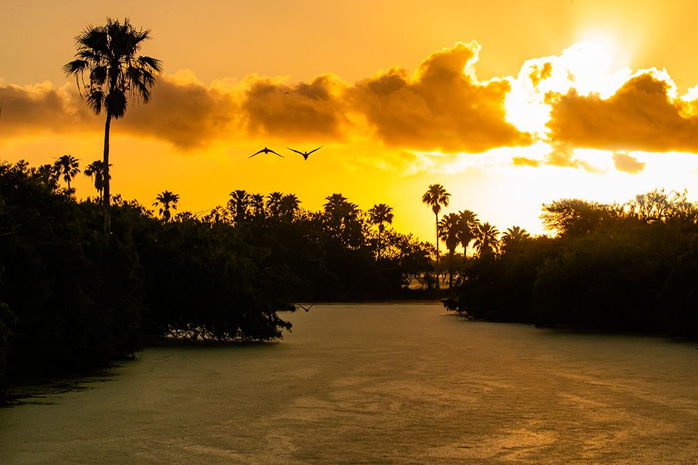 Texas, Cameron County. Sunrise, oxbow of Rio Grande, black-bellied whistling ducks and palm trees art print by Larry Ditto for $57.95 CAD