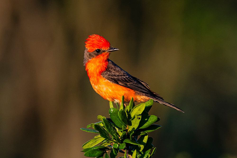 USA, Texas, Starr County. Vermilion flycatcher perched art print by Larry Ditto for $57.95 CAD