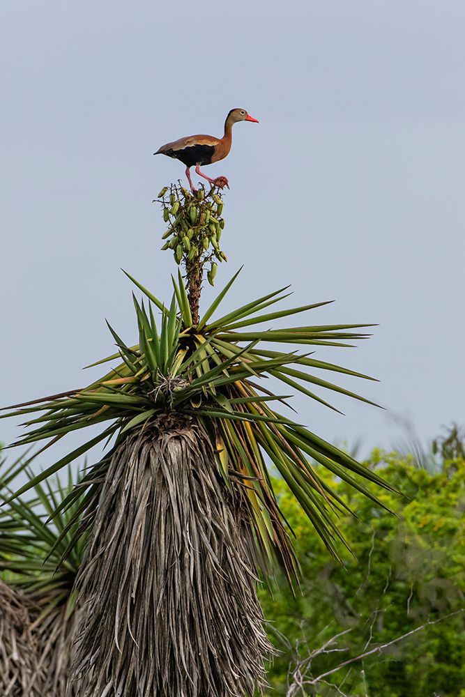 Texas, Cameron County. Laguna Atascosa NWR, black-bellied whistling duck on Spanish dagger (yucca). art print by Larry Ditto for $57.95 CAD
