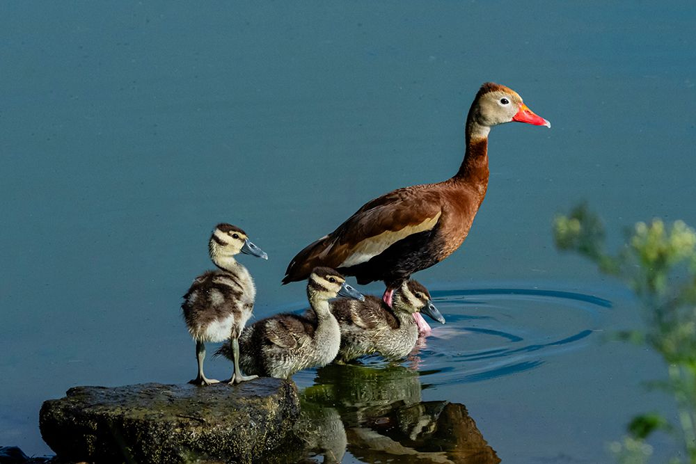 USA, Texas, Hidalgo County. Edinburg Scenic Wetlands, black-bellied whistling ducking and brood art print by Larry Ditto for $57.95 CAD