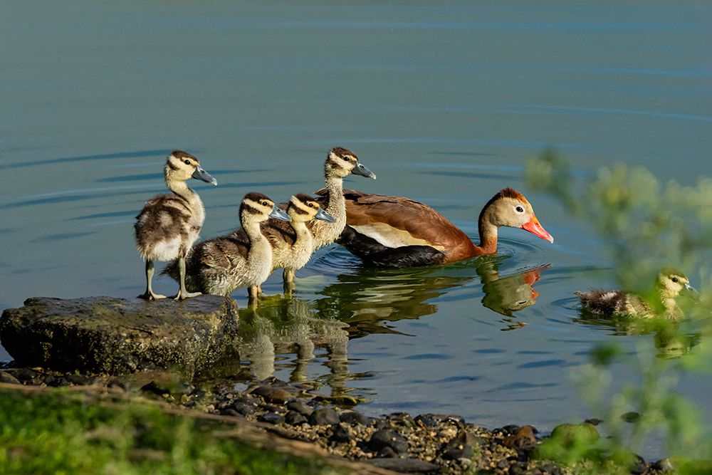 USA, Texas, Hidalgo County. Edinburg Scenic Wetlands, black-bellied whistling duck family art print by Larry Ditto for $57.95 CAD