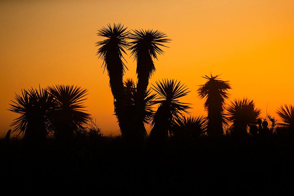 USA, Texas, Cameron County. Laguna Atascosa National Wildlife Refuge, yucca at dawn art print by Larry Ditto for $57.95 CAD
