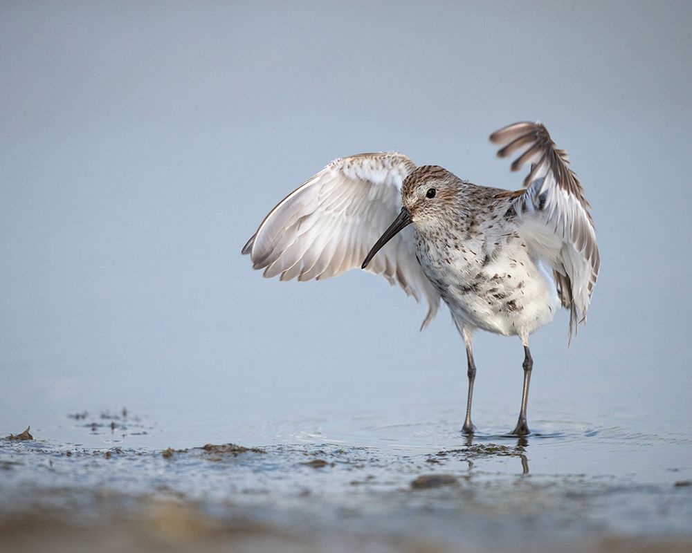 Dunlin-Calidris alpina-(Juvenile) Bolivar Flats-Texas art print by Maresa Pryor for $57.95 CAD