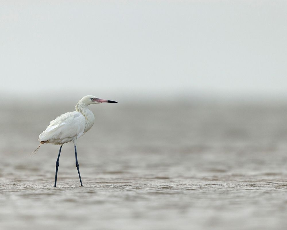 Reddish egret-white phased-Egret rufescens-Bolivar Flats-Texas art print by Maresa Pryor for $57.95 CAD