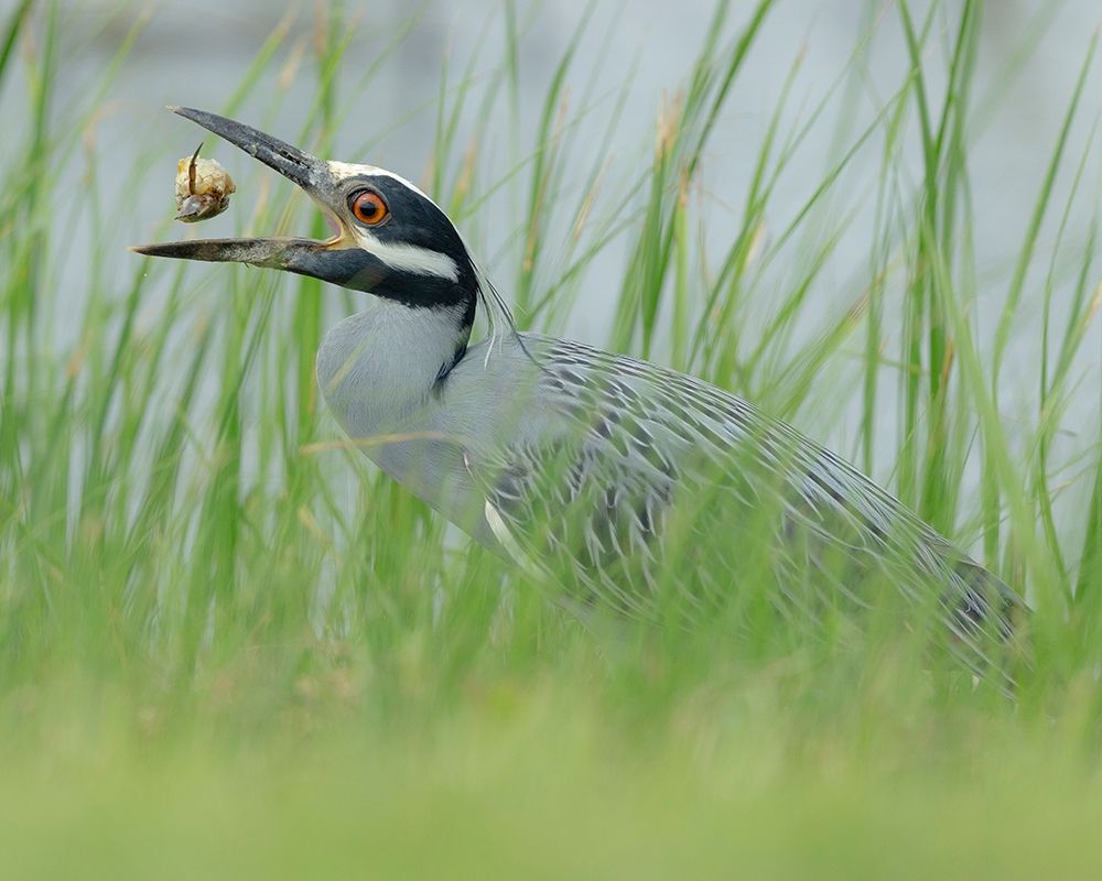 Yellow-crowned night heron eating a crab Nyctanassa violacea-Horseshoe Marsh-Texas art print by Maresa Pryor for $57.95 CAD