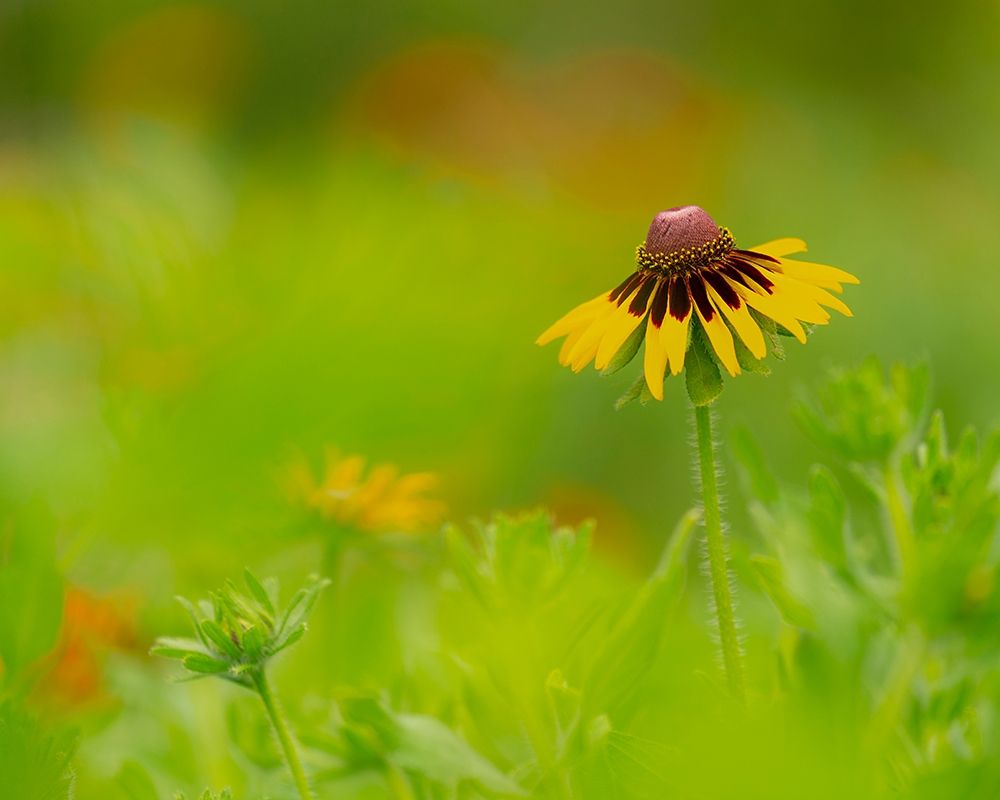 Butterfly garden at the Willows trail-Anahuac National Wildlife Refuge-Texas art print by Maresa Pryor for $57.95 CAD