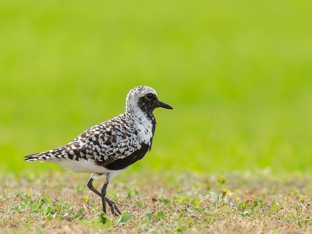 Black-bellied plover, Fort Travis, Texas, USA art print by Maresa Pryor-Luzier for $57.95 CAD