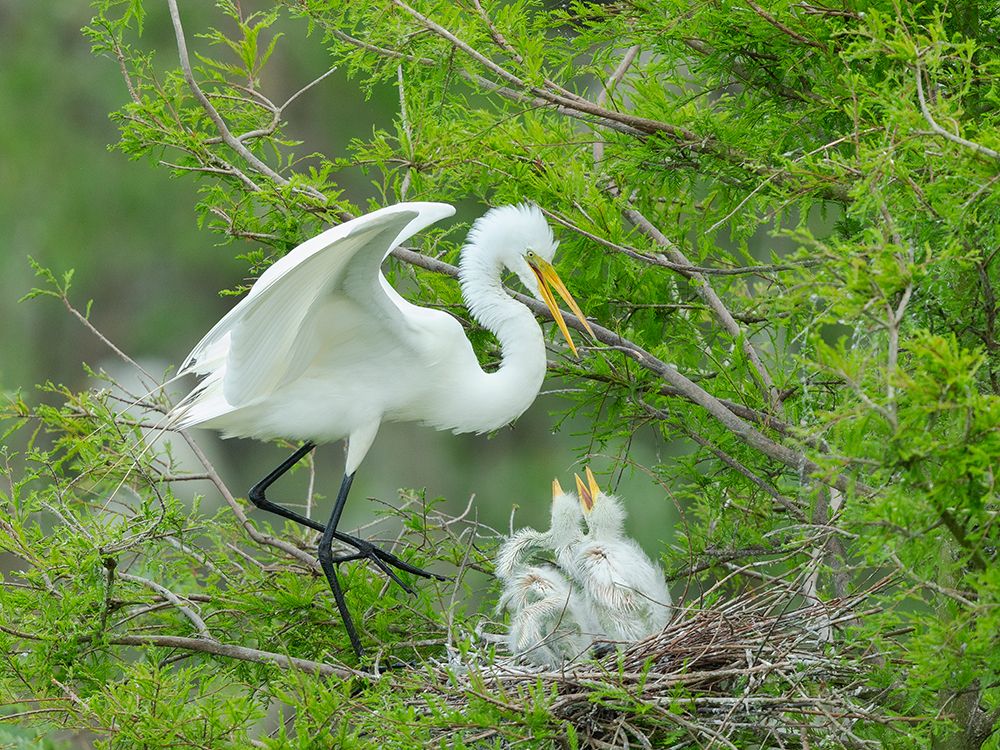 Great egret with chicks in nest, Smith Oaks Sanctuary, Texas. art print by Maresa Pryor-Luzier for $57.95 CAD