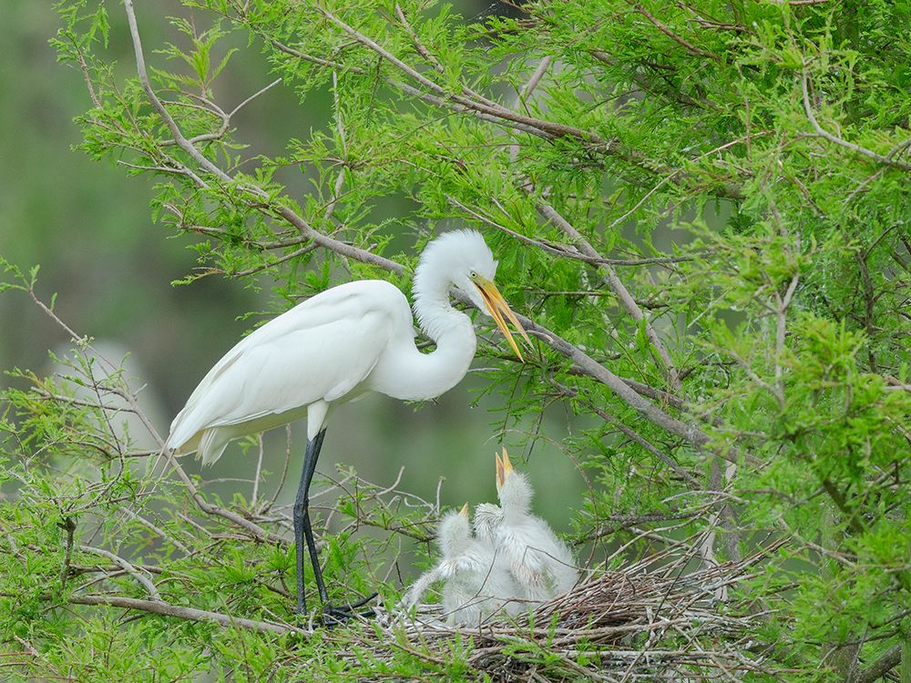 Great egret with chicks in nest, Smith Oaks Sanctuary, Texas. art print by Maresa Pryor-Luzier for $57.95 CAD