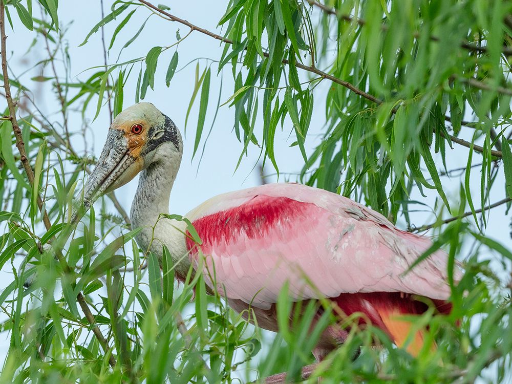 Roseate spoonbill, Smith Oaks Sanctuary, Bolivar Peninsula, High Island, Texas art print by Maresa Pryor-Luzier for $57.95 CAD