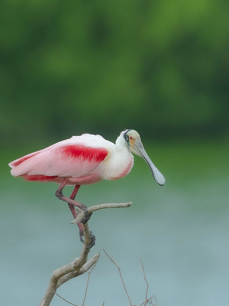Roseate spoonbill, Smith Oaks Sanctuary, Bolivar Peninsula, High Island, Texas art print by Maresa Pryor-Luzier for $57.95 CAD