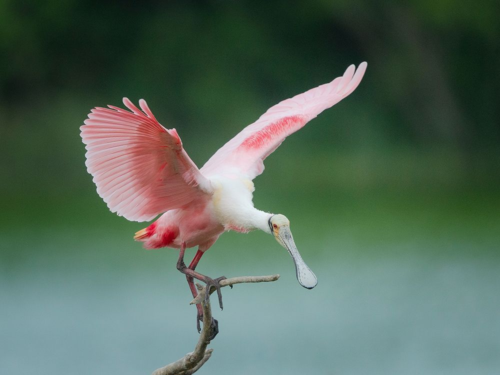 Roseate spoonbill balancing act, Smith Oaks Sanctuary, Bolivar Peninsula, High Island, Texas. art print by Maresa Pryor-Luzier for $57.95 CAD