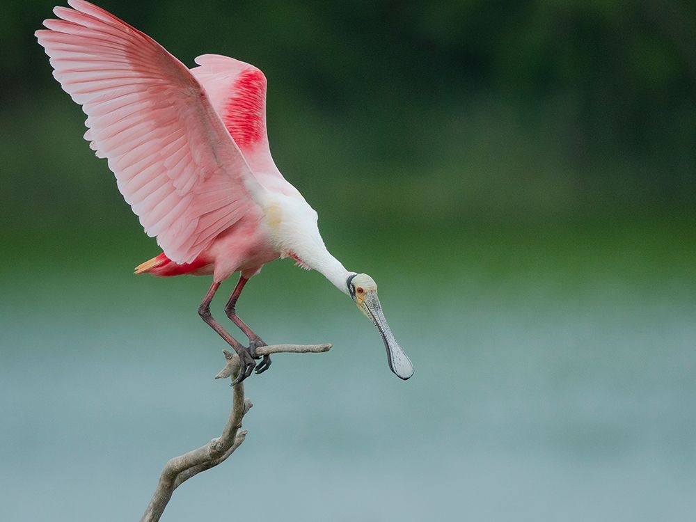 Roseate spoonbill balancing act, Smith Oaks Sanctuary, Bolivar Peninsula, High Island, Texas. art print by Maresa Pryor-Luzier for $57.95 CAD