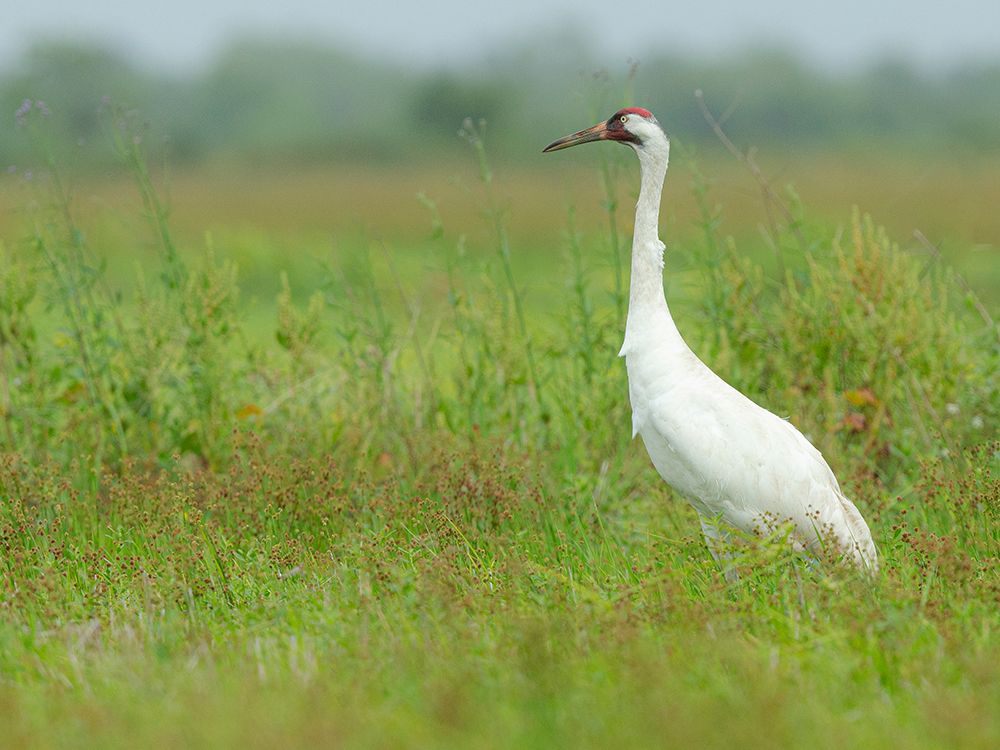 Whooping crane hunting for food, Texas coast. art print by Maresa Pryor-Luzier for $57.95 CAD