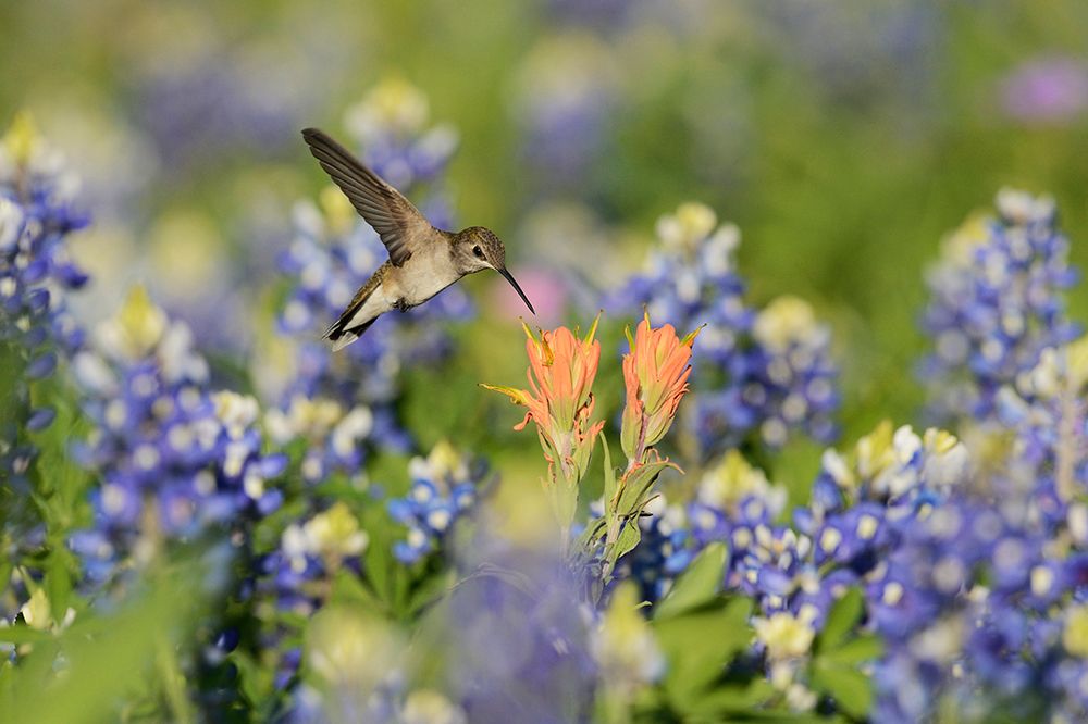 Black-Chinned Hummingbird art print by Rolf Nussbaumer for $57.95 CAD