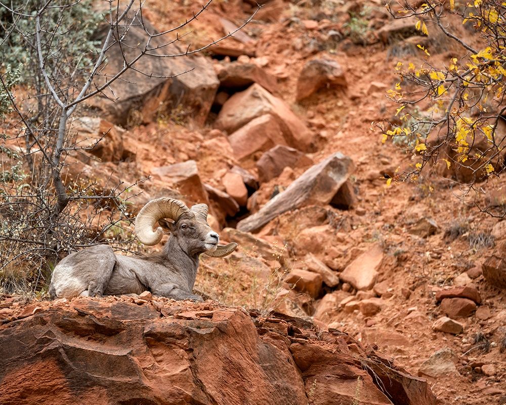 Utah-Zion National Park-Bighorn sheep ram surveys his domain art print by Ann Collins for $57.95 CAD