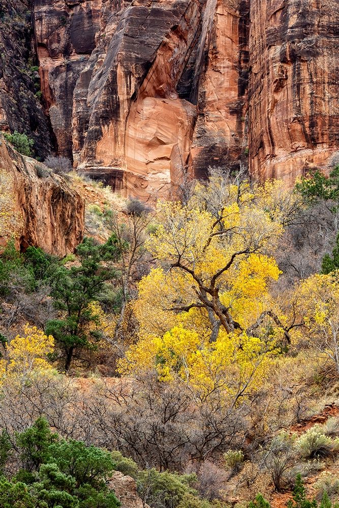 Utah-Zion National Park-Autumn color high above the canyon art print by Ann Collins for $57.95 CAD