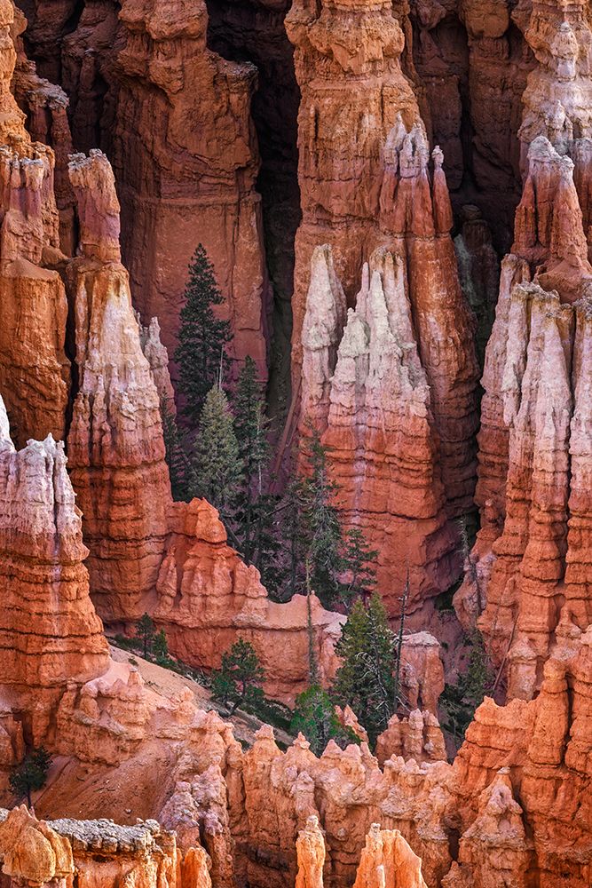 Sunrise at Bryce Canyon National Park, Utah art print by Adam Jones for $57.95 CAD