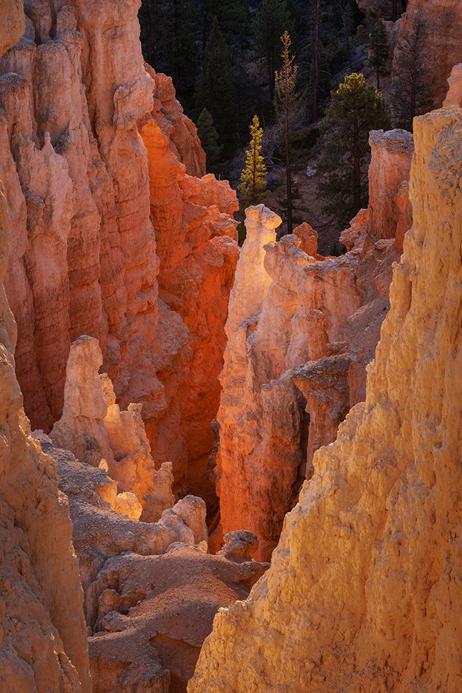 Sunrise at Bryce Canyon National Park, Utah art print by Adam Jones for $57.95 CAD
