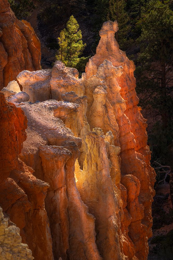 Sunrise at Bryce Canyon National Park, Utah art print by Adam Jones for $57.95 CAD