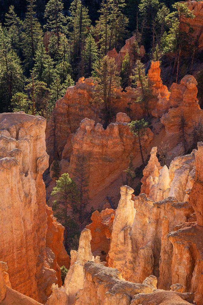 Sunrise at Bryce Canyon National Park, Utah art print by Adam Jones for $57.95 CAD