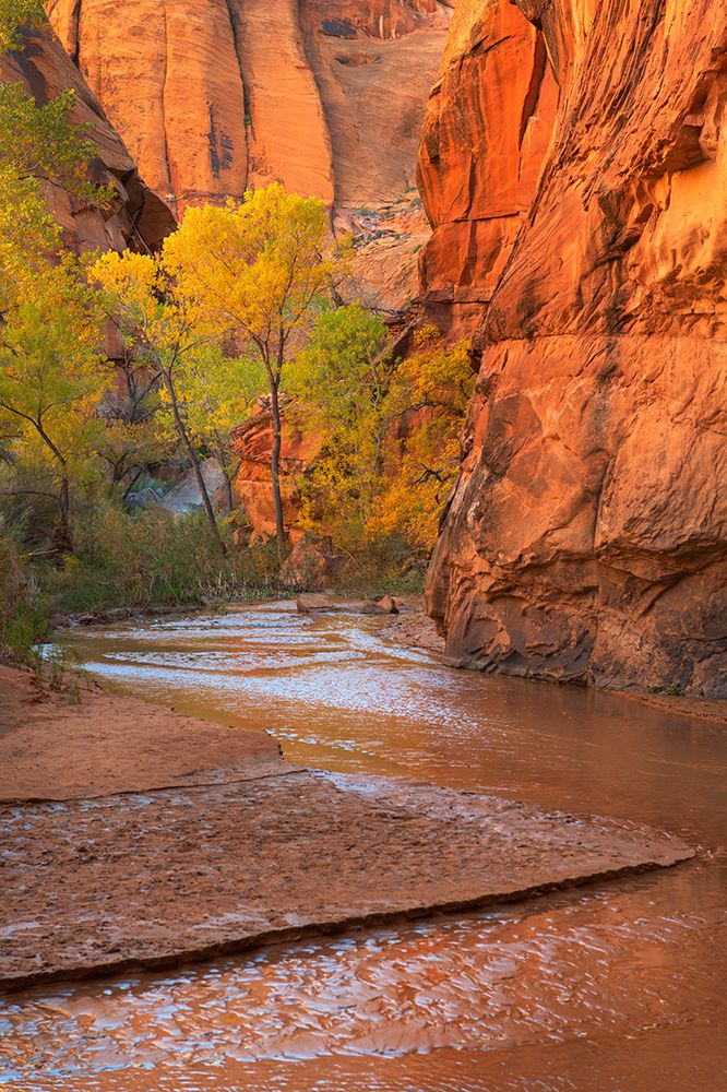 Coyote Gulch-Glen Canyon National Recreation Area-Utah art print by Alan Majchrowicz for $57.95 CAD