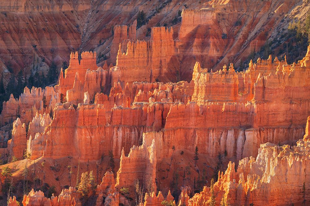 Colorful hoodoos glowing in morning light-Sunrise Point-Bryce Canyon NP-Utah art print by Alan Majchrowicz for $57.95 CAD