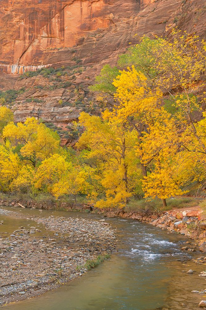 Fall color along the Virgin River-Zion National Park-Utah art print by Alan Majchrowicz for $57.95 CAD