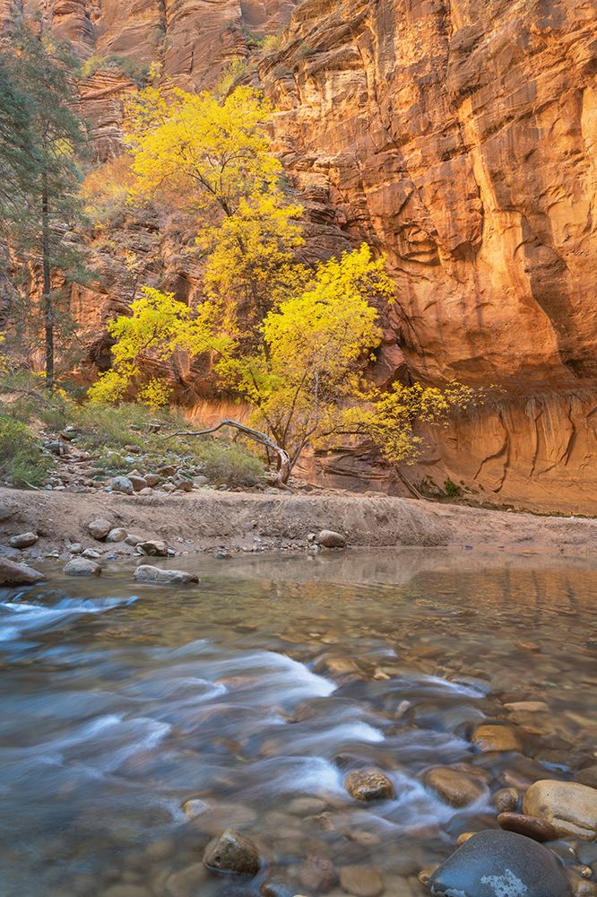 Fall color in Zion Canyon The Narrows-Zion National Park-Utah art print by Alan Majchrowicz for $57.95 CAD
