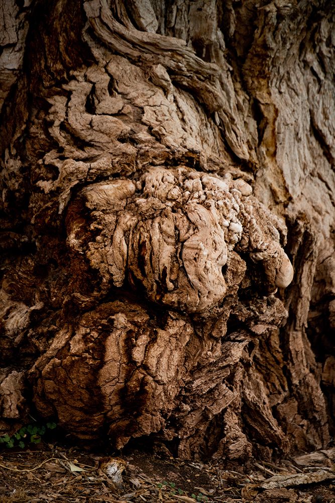 USA-Utah-Torrey Capitol Reef National Park-The Mail Tree-Fremont Cottonwood art print by Bernard Friel for $57.95 CAD