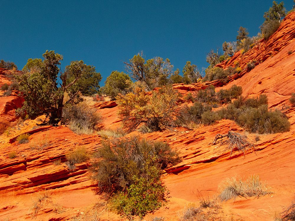 USA, Utah, Kanab, Peekaboo Canyon Entrance Area art print by Bernard Friel for $57.95 CAD
