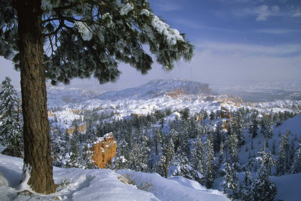 USA, Utah, Bryce Canyon in Winter art print by Nancy Rotenberg for $57.95 CAD