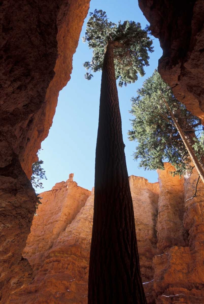 UT, Bryce Canyon Tall pine in Wall Street canyon art print by Bill Young for $57.95 CAD